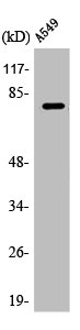 APPL1 Antibody