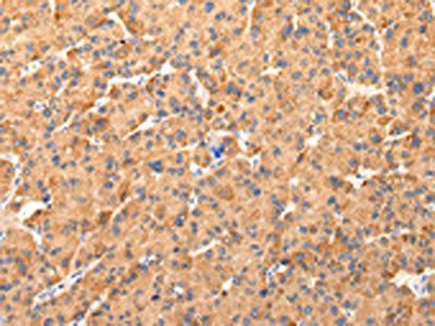 AQP7 Antibody
