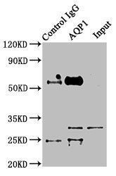 Aquaporin 1 antibody