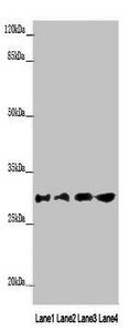 Aquaporin 1 antibody