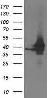 Aquaporin 1 Antibody