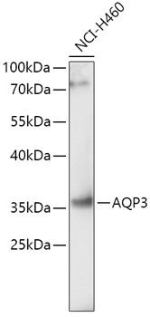 Aquaporin 3 antibody