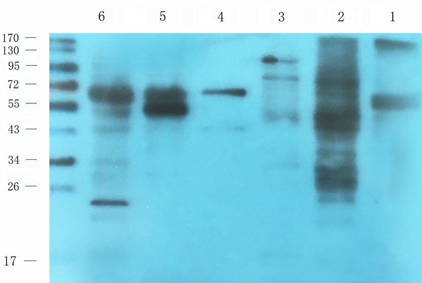 Aquaporin 5 antibody