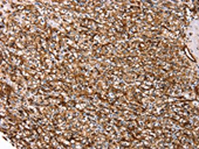 AQP1 Antibody