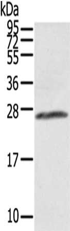 AQP1 Antibody