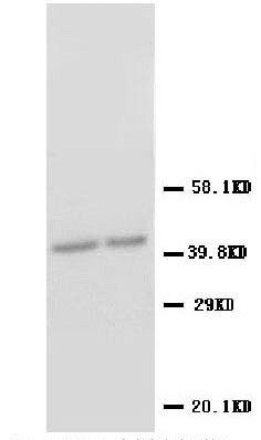 Aquaporin 1/AQP1 Antibody