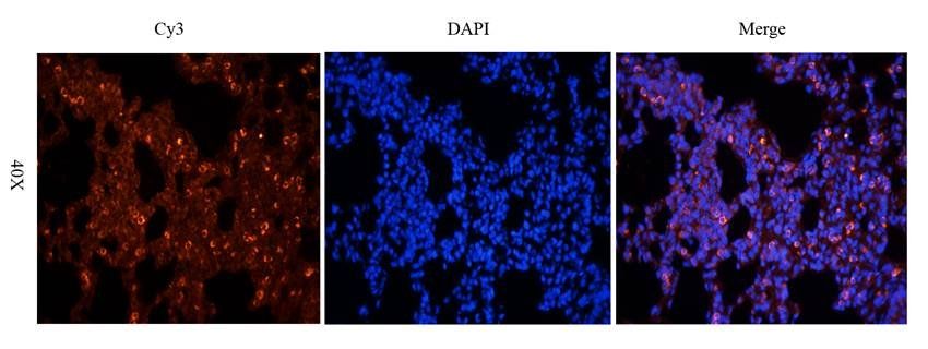 Aquaporin 9 antibody