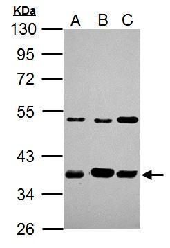 ARA9 antibody