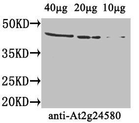 At2g24580 Antibody