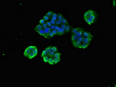 ARAP1 antibody