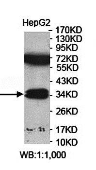 ARAP3 Rabbit Polyclonal Antibody