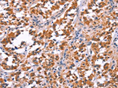 ARC Antibody