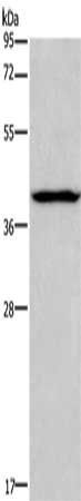 ARC antibody