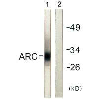ARC Antibody