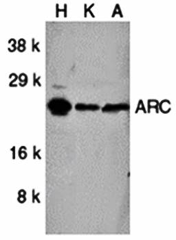 ARC Rabbit Polyclonal Antibody