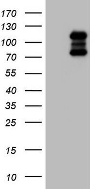 AREB6 Antibody