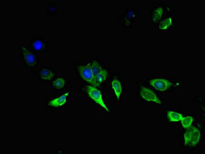 AREG Antibody