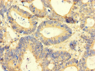 AREG Antibody