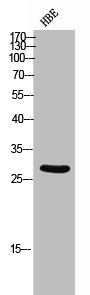 AREG Antibody