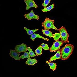 ARF1 Antibody