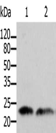 ARF1 antibody