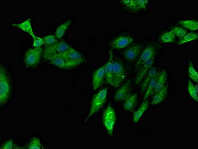 ARF1 Antibody