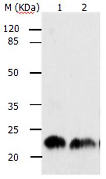 ARF1 Antibody