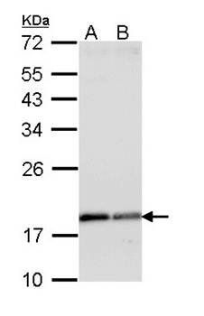ARF1 antibody