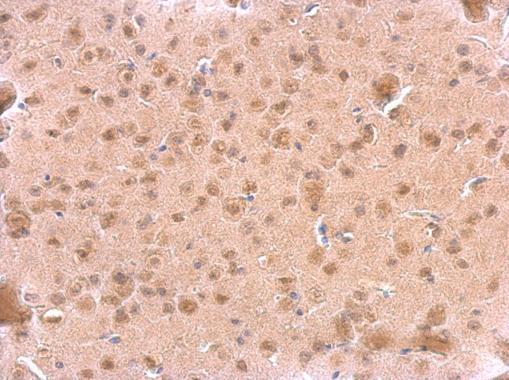 ARF3 antibody