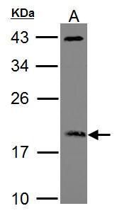 ADP ribosylation factor 3 Antibody