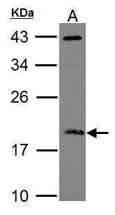 ARF3 antibody