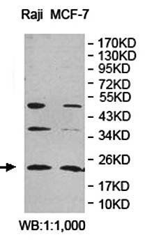 ARF3 Rabbit Polyclonal Antibody
