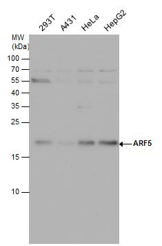 ARF5 antibody