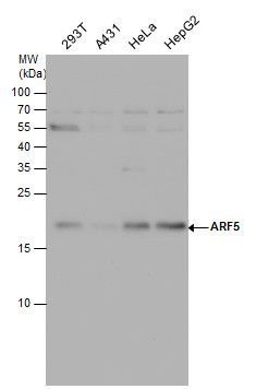 ADP ribosylation factor 5 Antibody