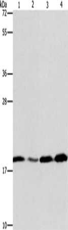 ARF6 Antibody