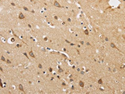 ARF6 Antibody