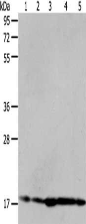 ARF6 Antibody