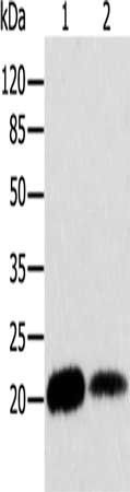 ARF6 Antibody