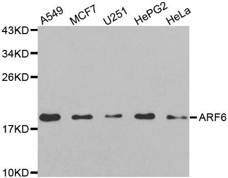 ARF6 antibody