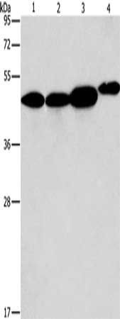 ARFGAP1 antibody