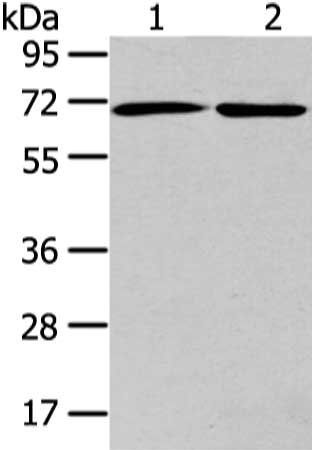 ARFGAP2 antibody