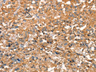 ARFGEF2 Antibody