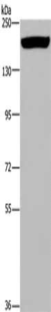 ARFGEF2 Antibody