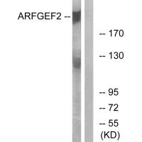 ARFGEF2 antibody