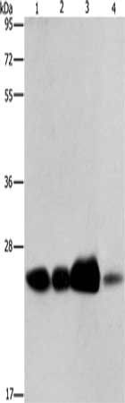 ARFRP1 antibody