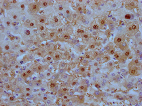 ARG1 antibody