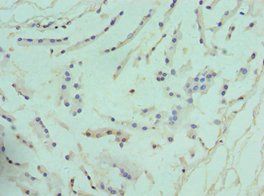 ARG2 Antibody