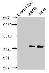 ARG2 antibody