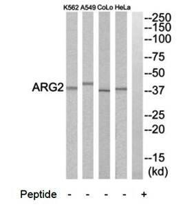 ARG2 Antibody