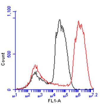 Arginase 1 antibody